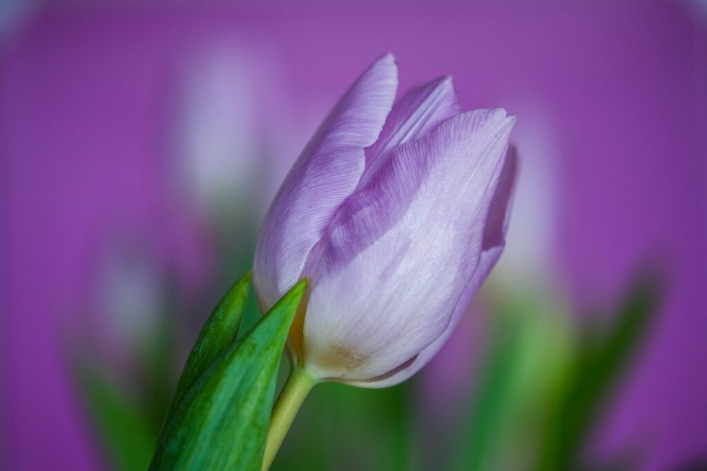 tulip, violet tulip, violet flower-7721689.jpg